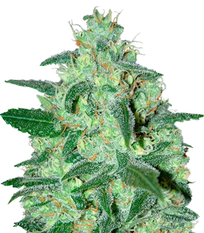 1725272815389.png 1725272815389.png