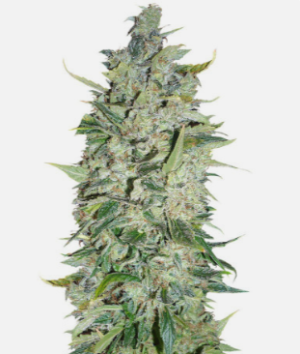 1725281267441.png 1725281267441.png