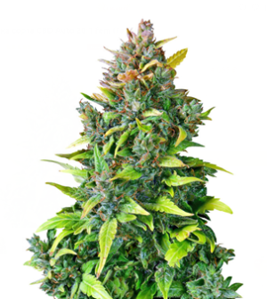 1725352731315.png 1725352731315.png