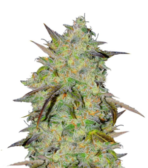 1725448900569.png 1725448900569.png