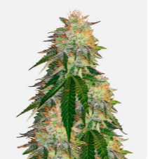 1725482108734.png 1725482108734.png