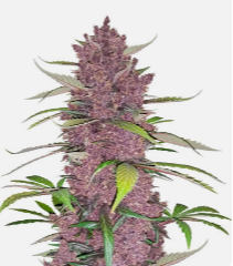 1725482161012.png 1725482161012.png