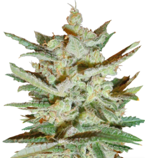 1725557572061.png 1725557572061.png