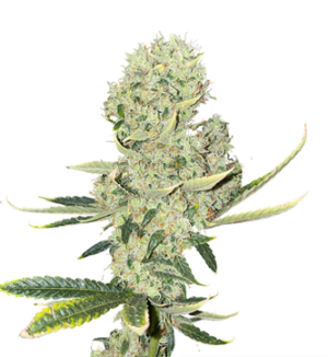 1725557587431.png 1725557587431.png