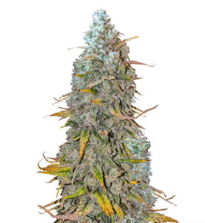 1725984005108.png 1725984005108.png