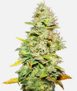 1726049903731.png 1726049903731.png