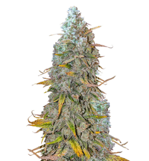 1726516074826.png 1726516074826.png