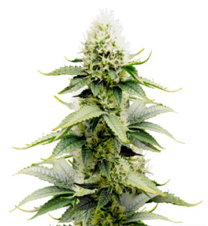 1726669857292.png 1726669857292.png