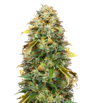 1726762510214.png 1726762510214.png