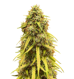 1727012769058.png 1727012769058.png