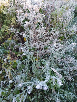 IMG_20240923_080214.jpg IMG_20240923_080214.jpg