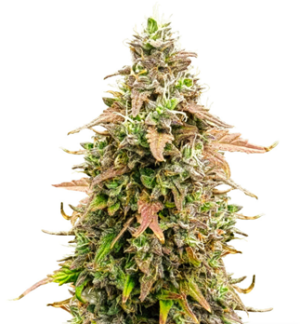 1727200029799.png 1727200029799.png