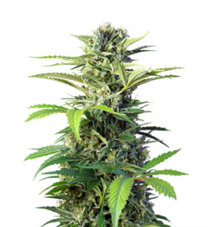 1727781001599.png 1727781001599.png