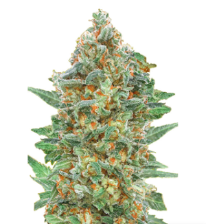 1727781005649.png 1727781005649.png