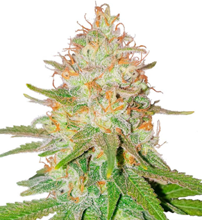 1727886464012.png 1727886464012.png