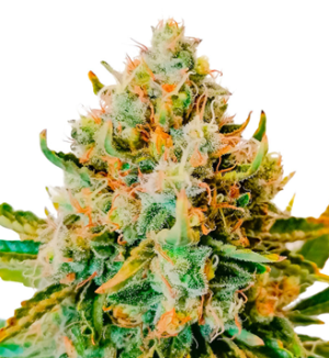 1727947090034.png 1727947090034.png