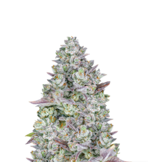 1727974428779.png 1727974428779.png