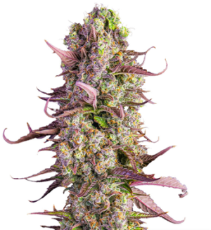 1727975081518.png 1727975081518.png