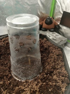 Ждём Рассвет.jpg