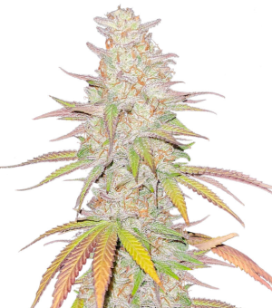 1728407147153.png 1728407147153.png