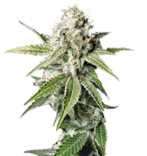 1728407180452.png 1728407180452.png