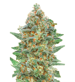 1728476300444.png 1728476300444.png