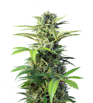 1728731564776.png 1728731564776.png