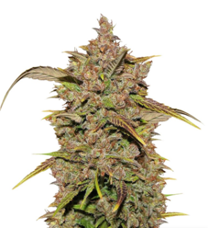 1728731567835.png 1728731567835.png