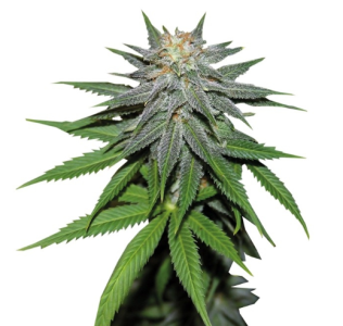 1728839781778.png 1728839781778.png