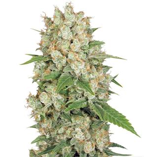 1728840291776.png 1728840291776.png