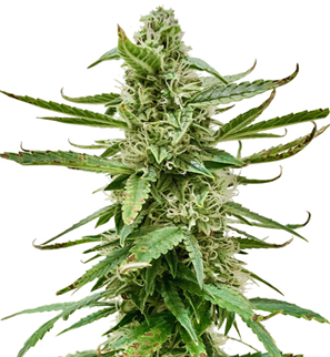 1728903309329.png 1728903309329.png