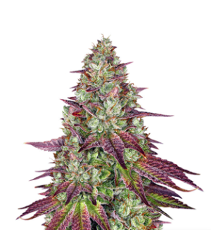 1728922353280.png 1728922353280.png