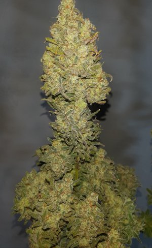 20241017_113724.jpg 20241017_113724.jpg