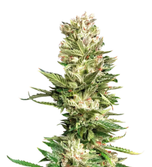 1729157430242.png 1729157430242.png