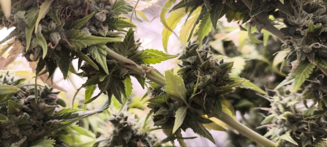 5233500899983352811 (1).jpg