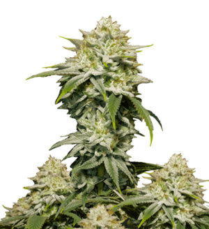 1729590358395.png 1729590358395.png