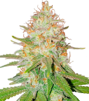 1729596033936.png 1729596033936.png