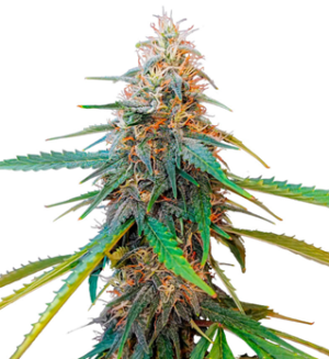 1729785258771.png 1729785258771.png