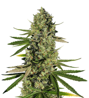 1729877991657.png 1729877991657.png