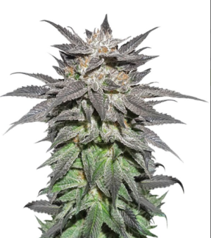 1729878018151.png 1729878018151.png