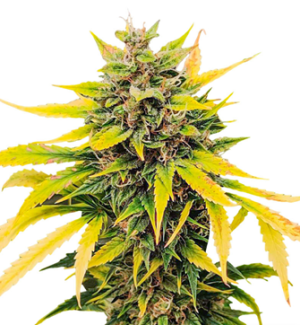 1730020652807.png 1730020652807.png