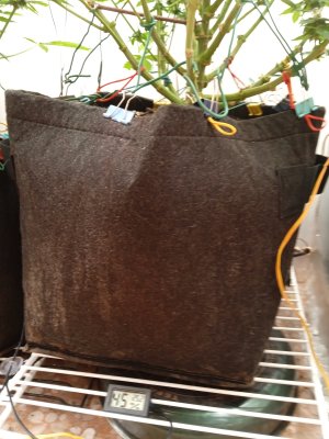 IMG_20241028_090008.jpg IMG_20241028_090008.jpg