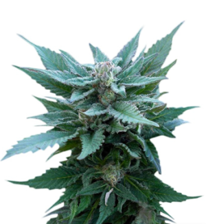 1730370008217.png 1730370008217.png