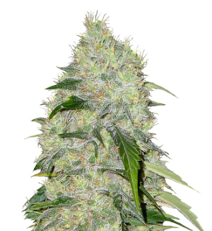 1730370018562.png 1730370018562.png