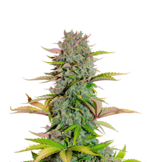 1730449847058.png 1730449847058.png