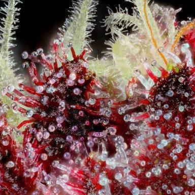 semyanich-forum.online